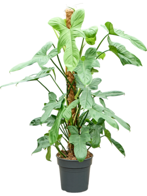 Philodendron bipennifolium 'Silver Violin'