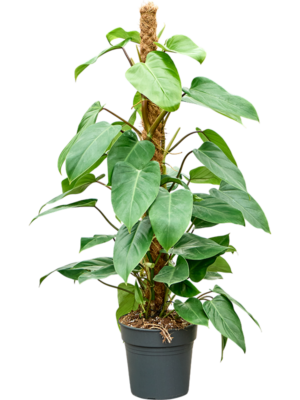 Philodendron ‘Emerald Queen’