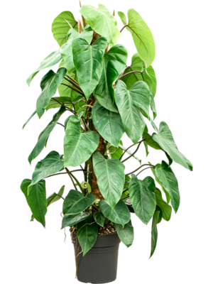 Philodendron ‘Emerald Queen’