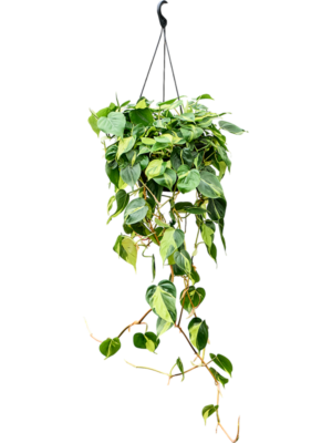 Philodendron scandens 'Brasil' (50-60)