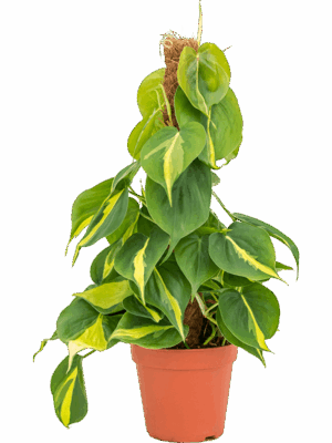 Philodendron scandens 'Brasil'