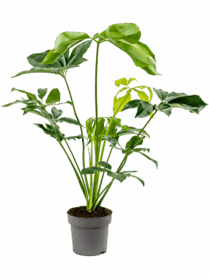 Philodendron 'Green Wonder'