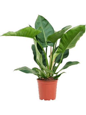 Philodendron 'Imperial Green'