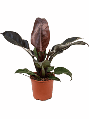 Philodendron 'Imperial Red'