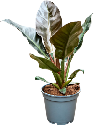 Philodendron 'Imperial Red'