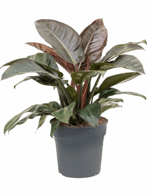 Philodendron 'Imperial Red'