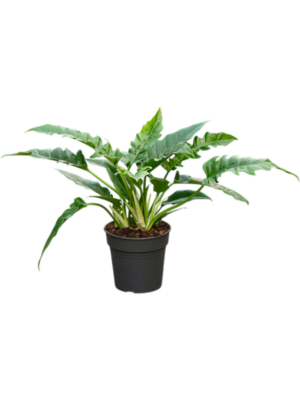 Philodendron 'Narrow'