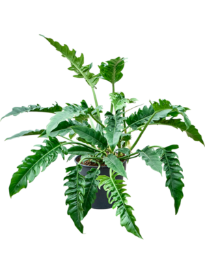 Philodendron 'Narrow'