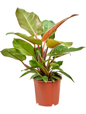 Philodendron 'Prince of Orange'