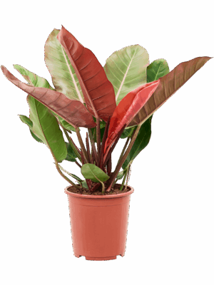 Philodendron 'Prince of Orange'