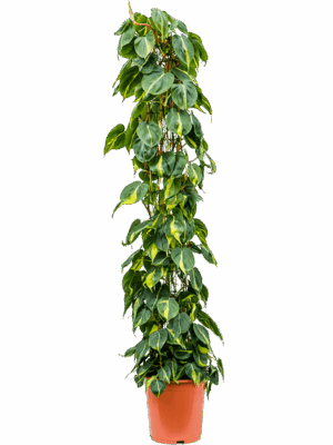 Philodendron scandens 'Brasil'