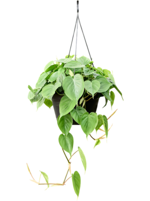 Philodendron scandens (50-60)