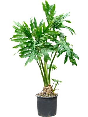 Philodendron selloum