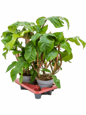 Philodendron squamiferum