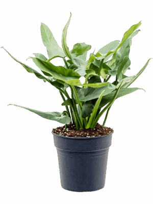 Philodendron 'Silver Queen'