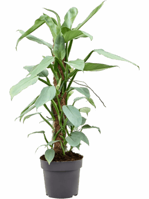 Philodendron ‘Silver Queen’