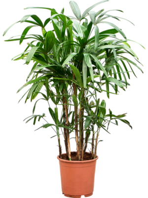 Rhapis excelsa