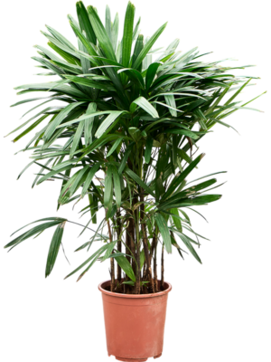 Rhapis excelsa