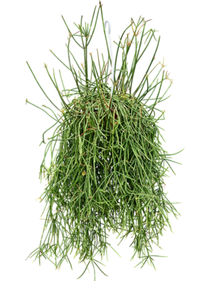 Rhipsalis Mauritiana