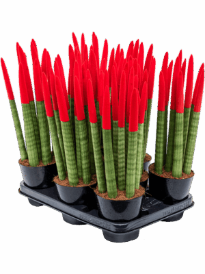 Sansevieria cy. sp. 'Velvet Touchz' 8/tray