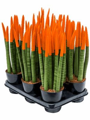 Sansevieria cy. sp. 'Velvet Touchz' 8/tray