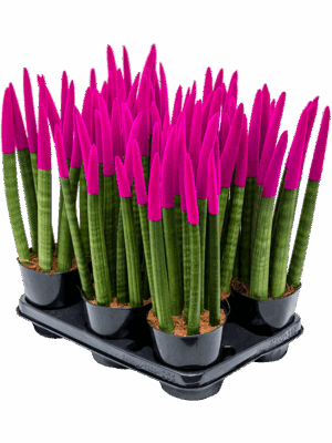 Sansevieria cy. sp. 'Velvet Touchz' 8/tray