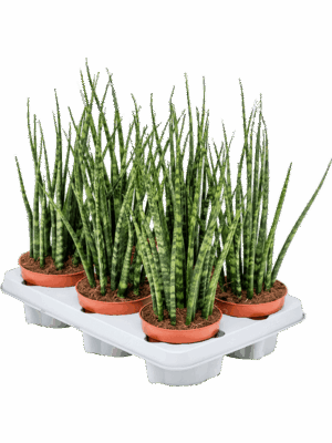 Sansevieria cylindrica 'Fernwood Mikado' 6/tray
