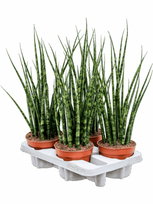 Sansevieria cylindrica 'Fernwood Mikado' 4/tray