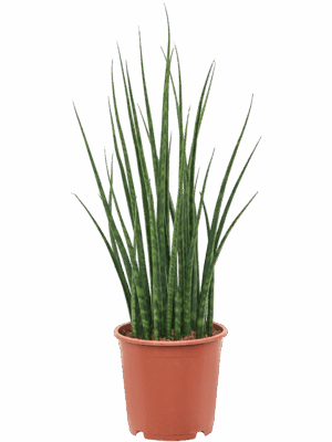 Sansevieria cylindrica 'Fernwood Mikado'