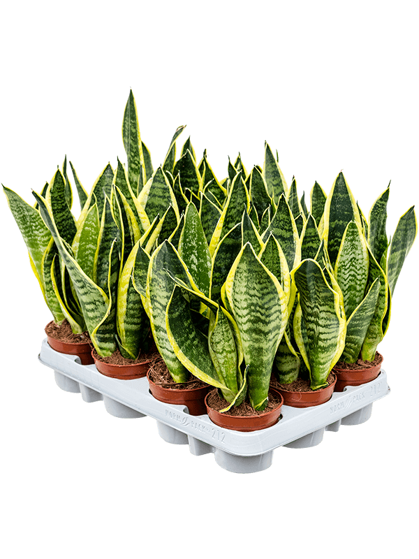 Sansevieria trifasciata 'Futura Superba' 12/tray