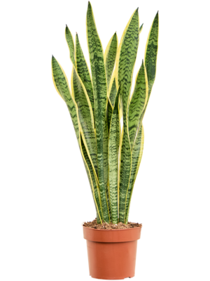 Sansevieria trifasciata 'Laurentii'