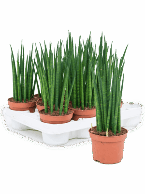 Sansevieria cylindrica 'Mikado' 11/tray