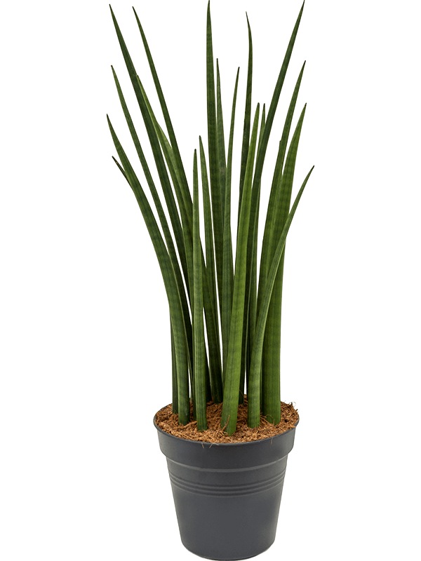 Sansevieria cylindrica 'Spikes'