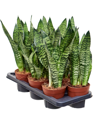 Sansevieria zeylanica 7/tray