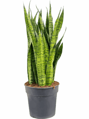 Sansevieria zeylanica