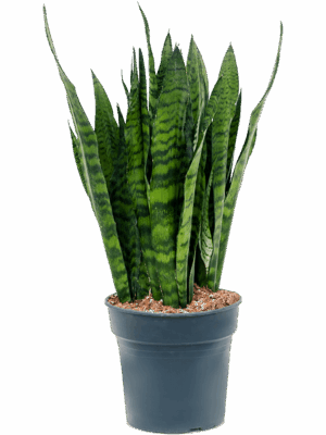 Sansevieria zeylanica