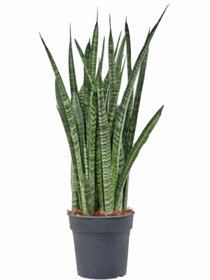 Sansevieria zeylanica 'Narrow'