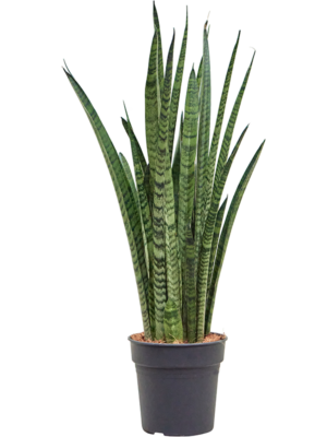 Sansevieria zeylanica 'Narrow'