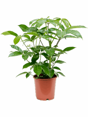 Schefflera actinophylla 'Amate'