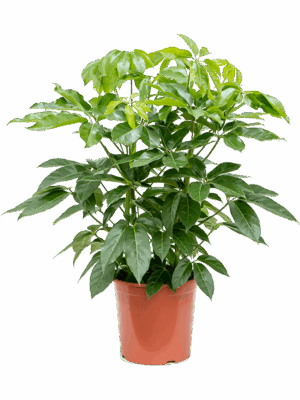 Schefflera actinophylla 'Amate'