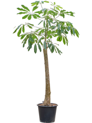 Schefflera amate