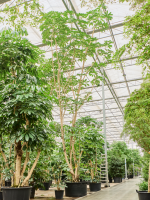 Schefflera actinophylla 'Amate' (850-950)
