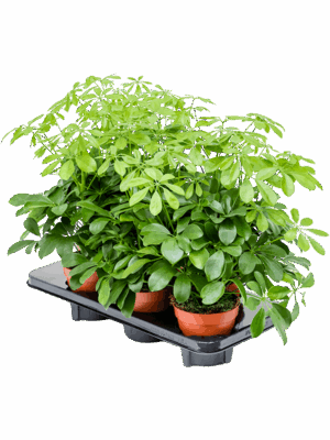 Schefflera arboricola 'Nora' 6/tray