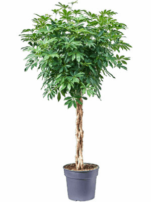 Schefflera arboricola 'Compacta'