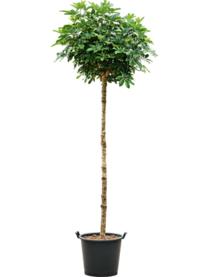 Schefflera arboricola 'Compacta'