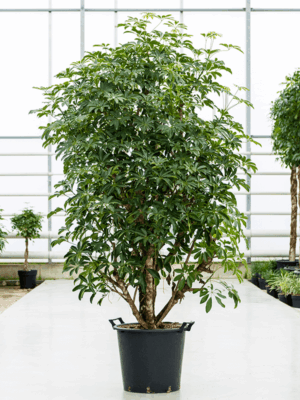 Schefflera arboricola 'Compacta'