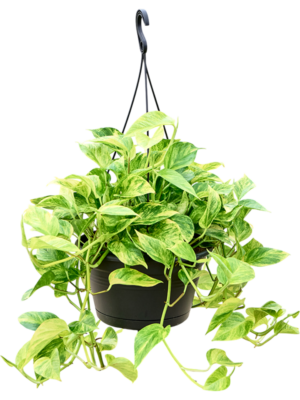 Scindapsus (Epipremnum) 'Aureum' (140-160cm)