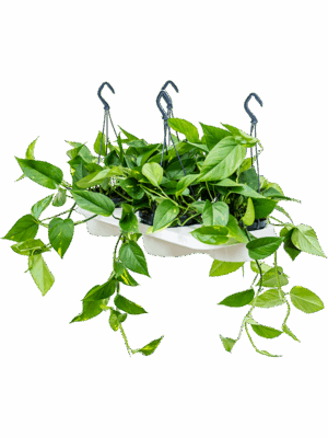 Scindapsus (Epipremnum) 'Aureum' 4/tray