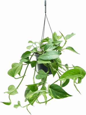 Scindapsus (Epipremnum) 'Aureum'