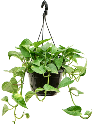 Scindapsus (Epipremnum) 'Aureum'